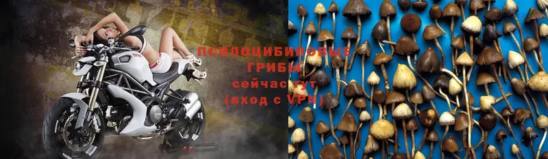 Галлюциногенные грибы Psilocybe  Краснотурьинск 